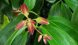 massage-lotion-bloom-cinnamon-leaf